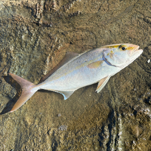 ショゴの釣果