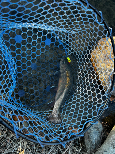 トラウトの釣果