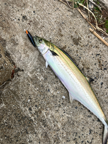 サゴシの釣果