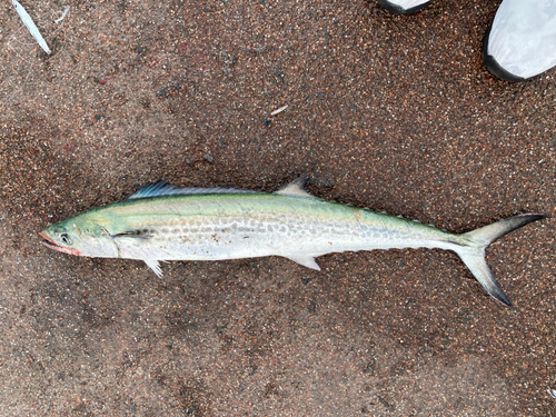 サゴシの釣果