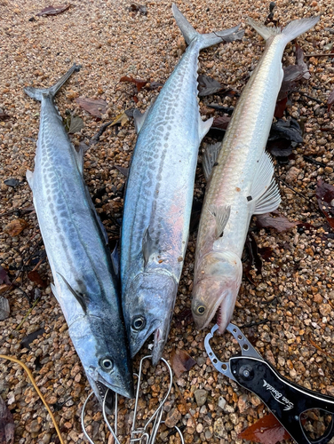 エソの釣果