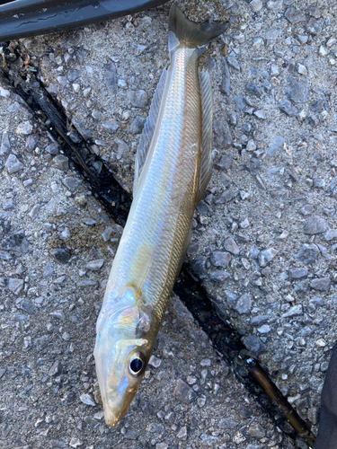 シロギスの釣果