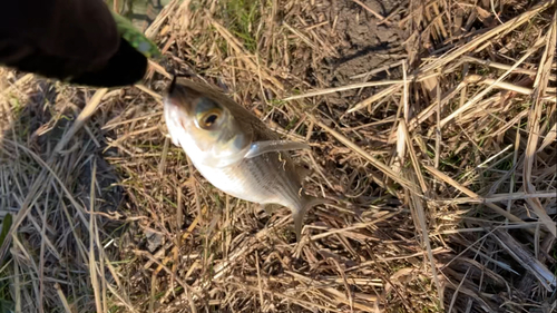 ボラの釣果