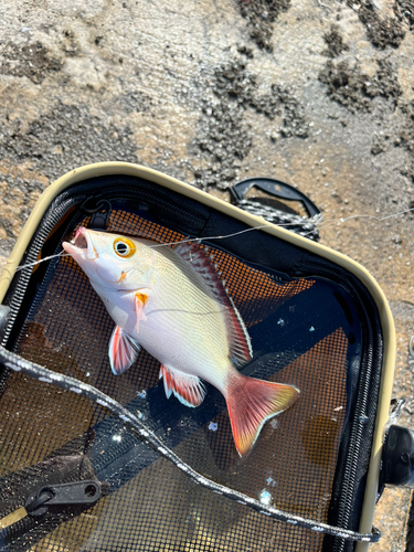 ヒメフエダイの釣果