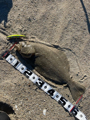 ヒラメの釣果