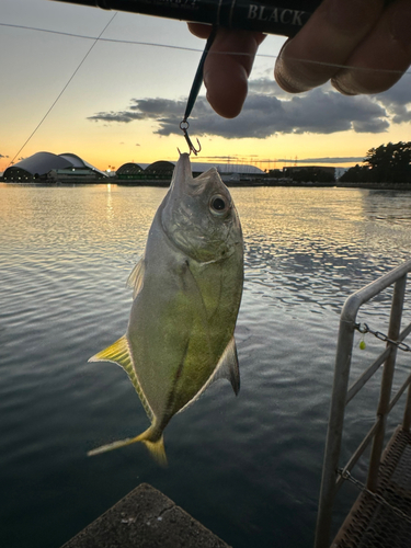 メッキの釣果