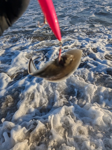 シタビラメの釣果