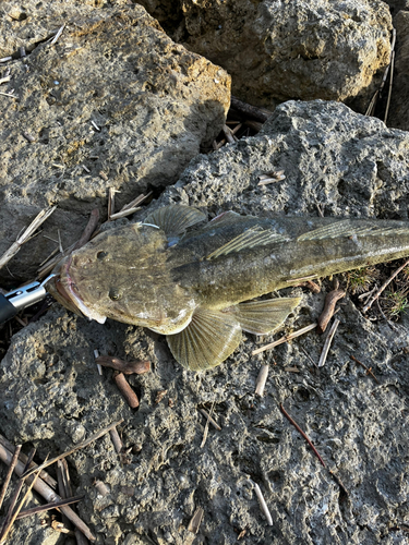 コチの釣果