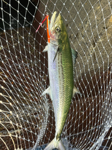 ツバスの釣果