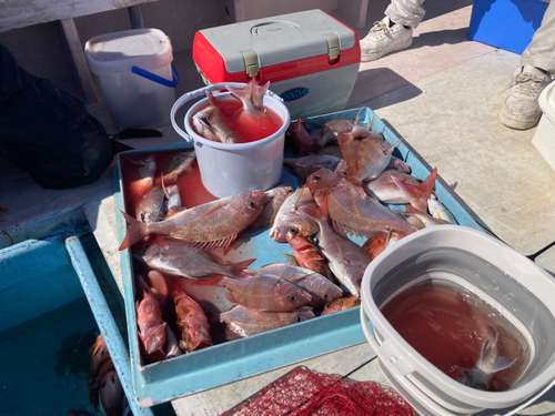 マダイの釣果