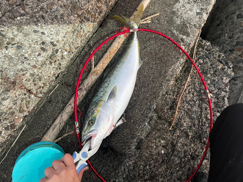 ヤズの釣果