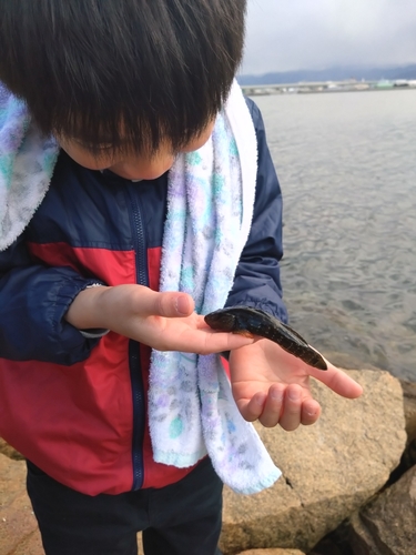 アナハゼの釣果