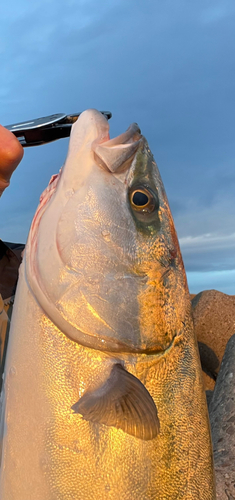 ヤズの釣果