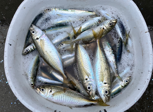 イワシの釣果