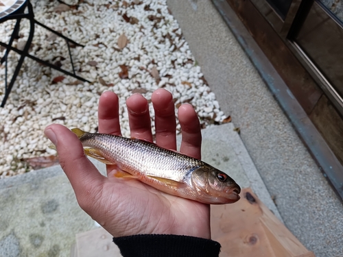 カワムツの釣果