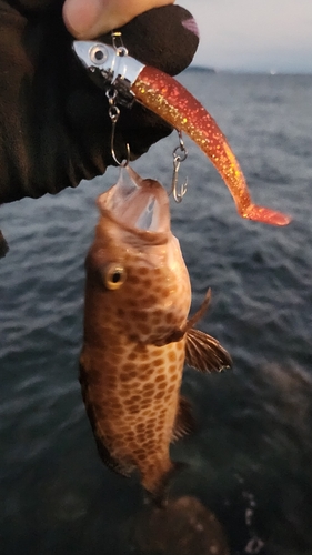 オオモンハタの釣果