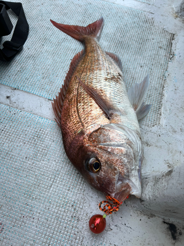 マダイの釣果