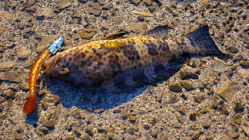 オオモンハタの釣果