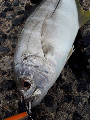 メッキの釣果