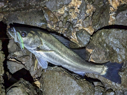 フッコ（マルスズキ）の釣果