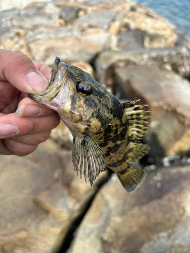 タケノコメバルの釣果