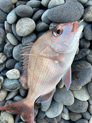 タイの釣果