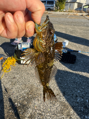 アナハゼの釣果