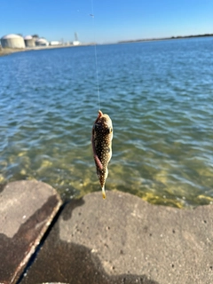 ショウサイフグの釣果