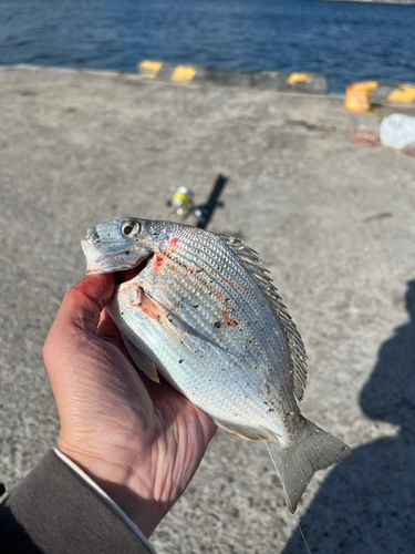 チャリコの釣果