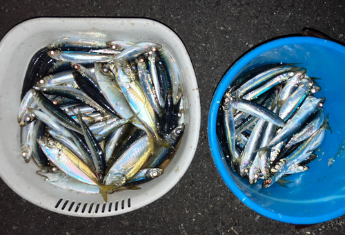 イワシの釣果