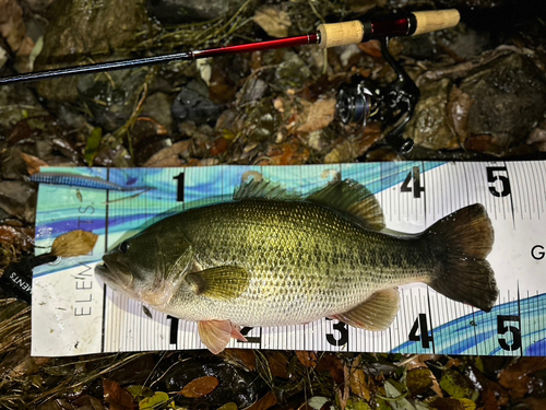 ブラックバスの釣果