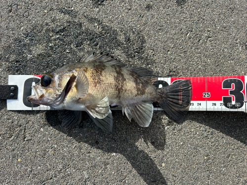 メバルの釣果