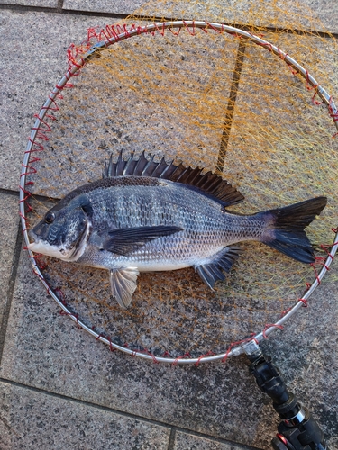 チヌの釣果