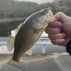 ラージマウスバスの釣果