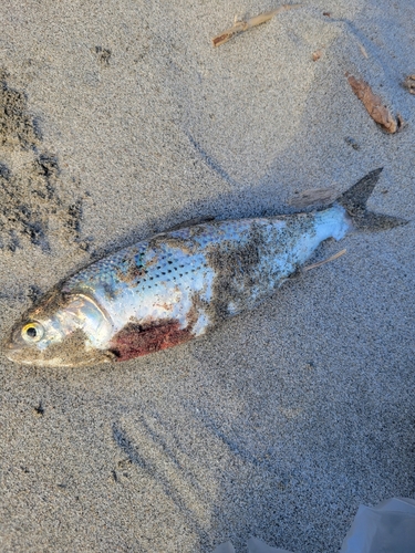 コノシロの釣果