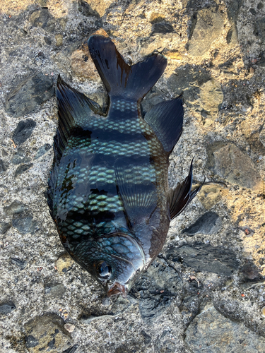 オヤビッチャの釣果