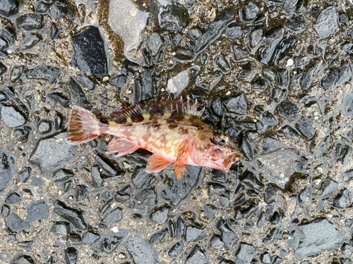 カサゴの釣果