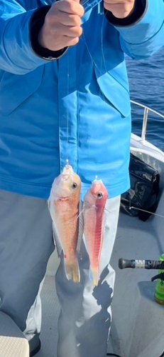 シロアマダイの釣果