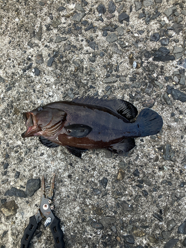 ヤミハタの釣果