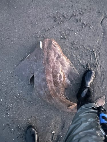 カスザメの釣果