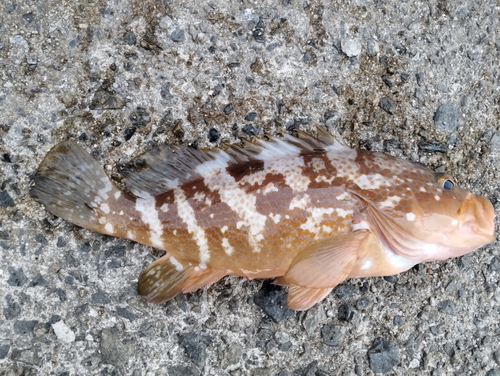 アコウの釣果