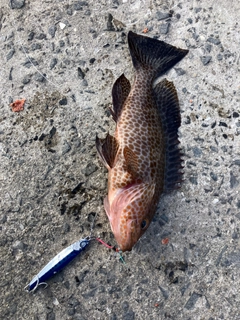 オオモンハタの釣果