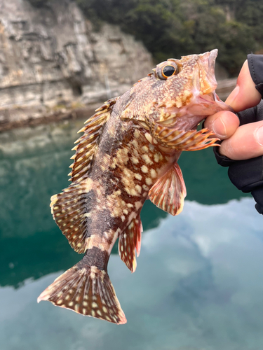 ガシラの釣果