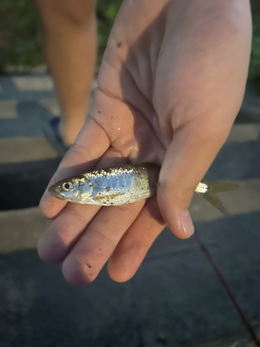 オイカワの釣果