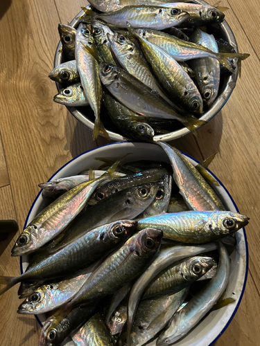 アジの釣果