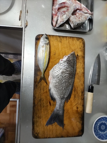 チヌの釣果