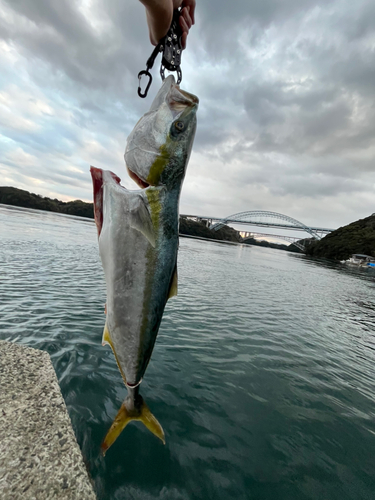 ヤズの釣果