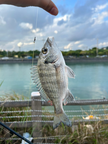 ミナミクロダイの釣果