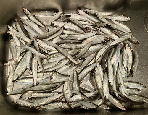 イワシの釣果