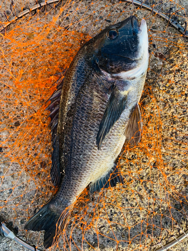 チヌの釣果